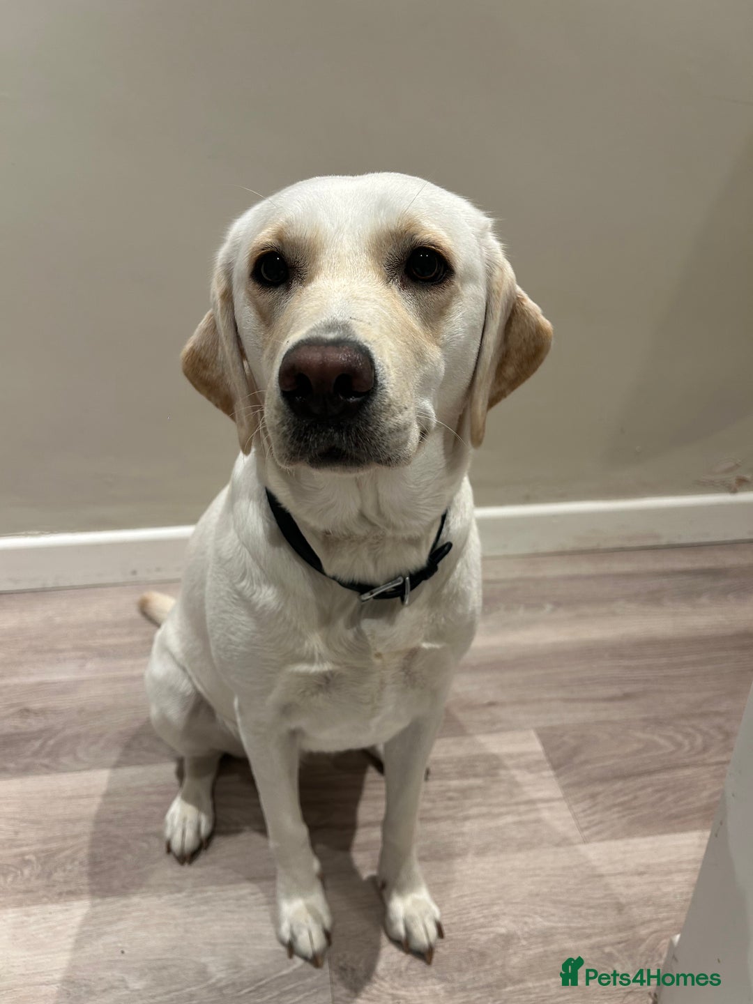 Labrador Retriever dogs for sale: 🐾🥰 Only 4 beautiful boys left  - Image 5