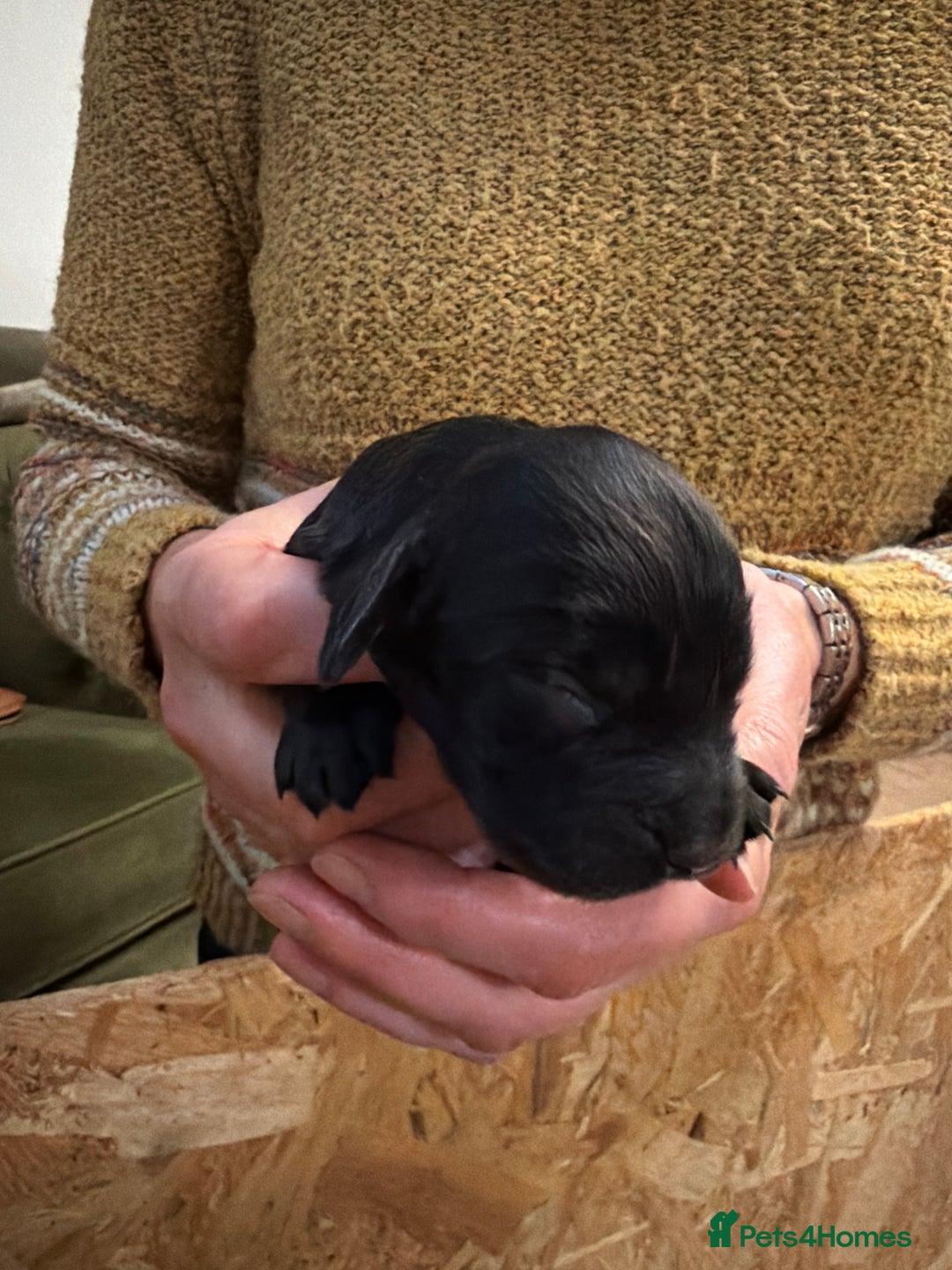 Cocker Spaniel dogs for sale: 6 Working Cocker pups KC registered - Advert 18