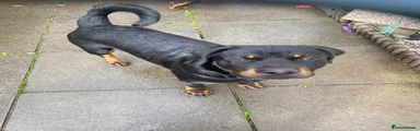 Rottweiler 1
