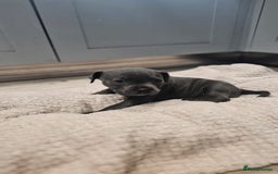 Staffordshire Bull Terrier dogs for sale: **COLLECT SAT 02/08**Blue Staffs KC Registered - Image 24