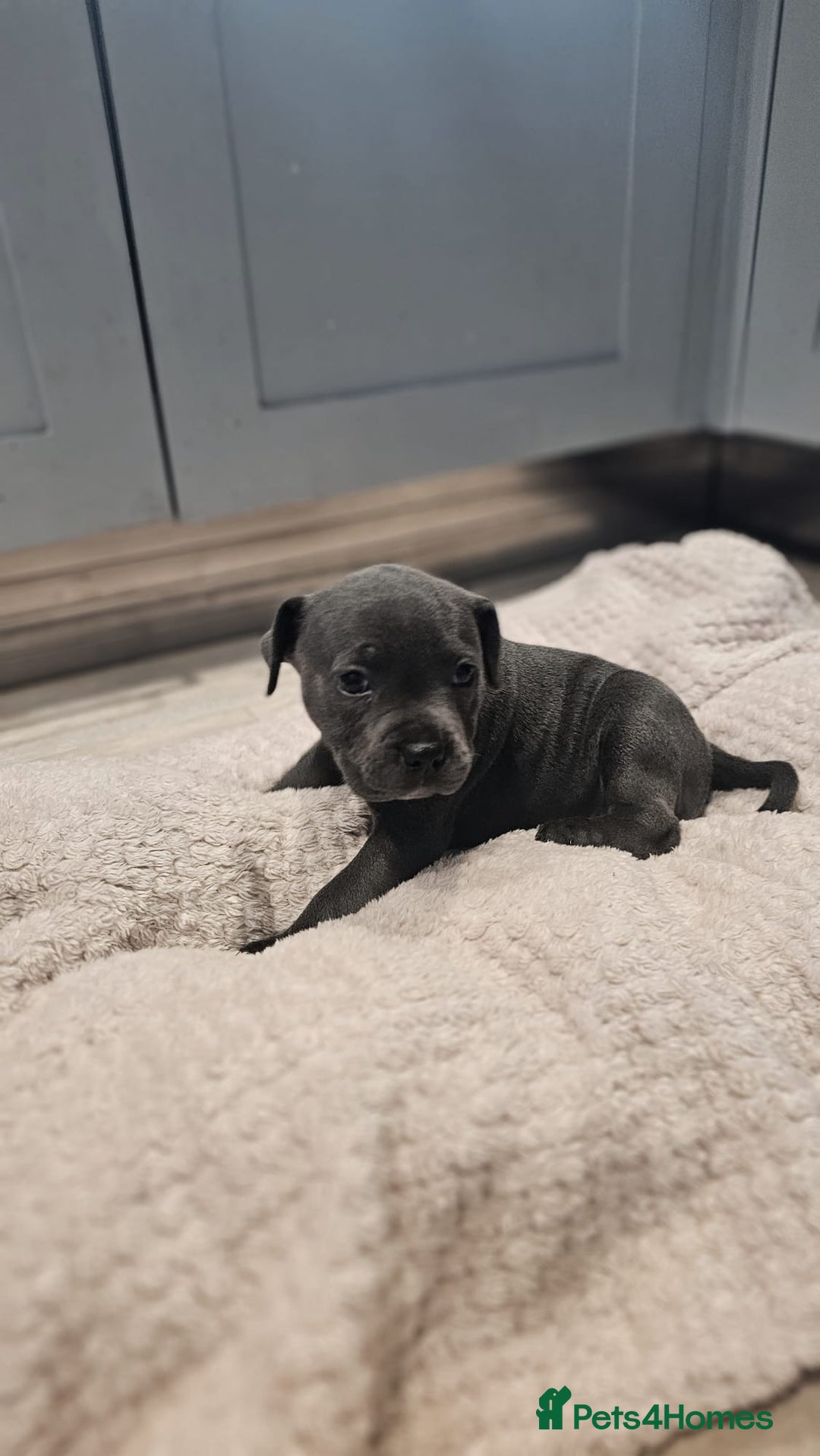 Staffordshire Bull Terrier dogs for sale: **COLLECT SAT 02/08**Blue Staffs KC Registered - Image 24