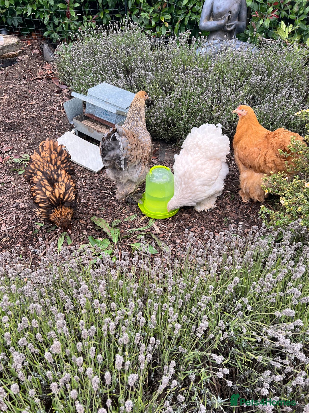 Chickens poultry for sale: 4 x pure breed large fowl - Advert 1