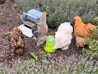 Chickens poultry 4 x pure breed large fowl - Advert 1