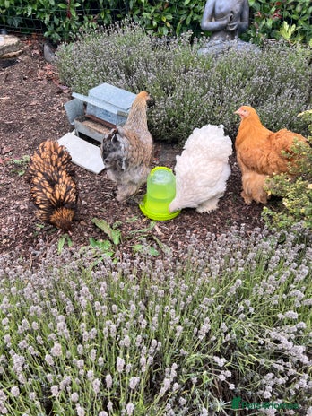 Chickens poultry 4 x pure breed large fowl - Advert 1