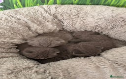 British Shorthair cats for sale: British Shorthair Kittens  - Image 3