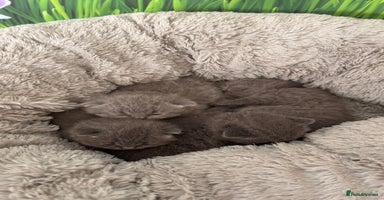 British Shorthair cats - Advert 2