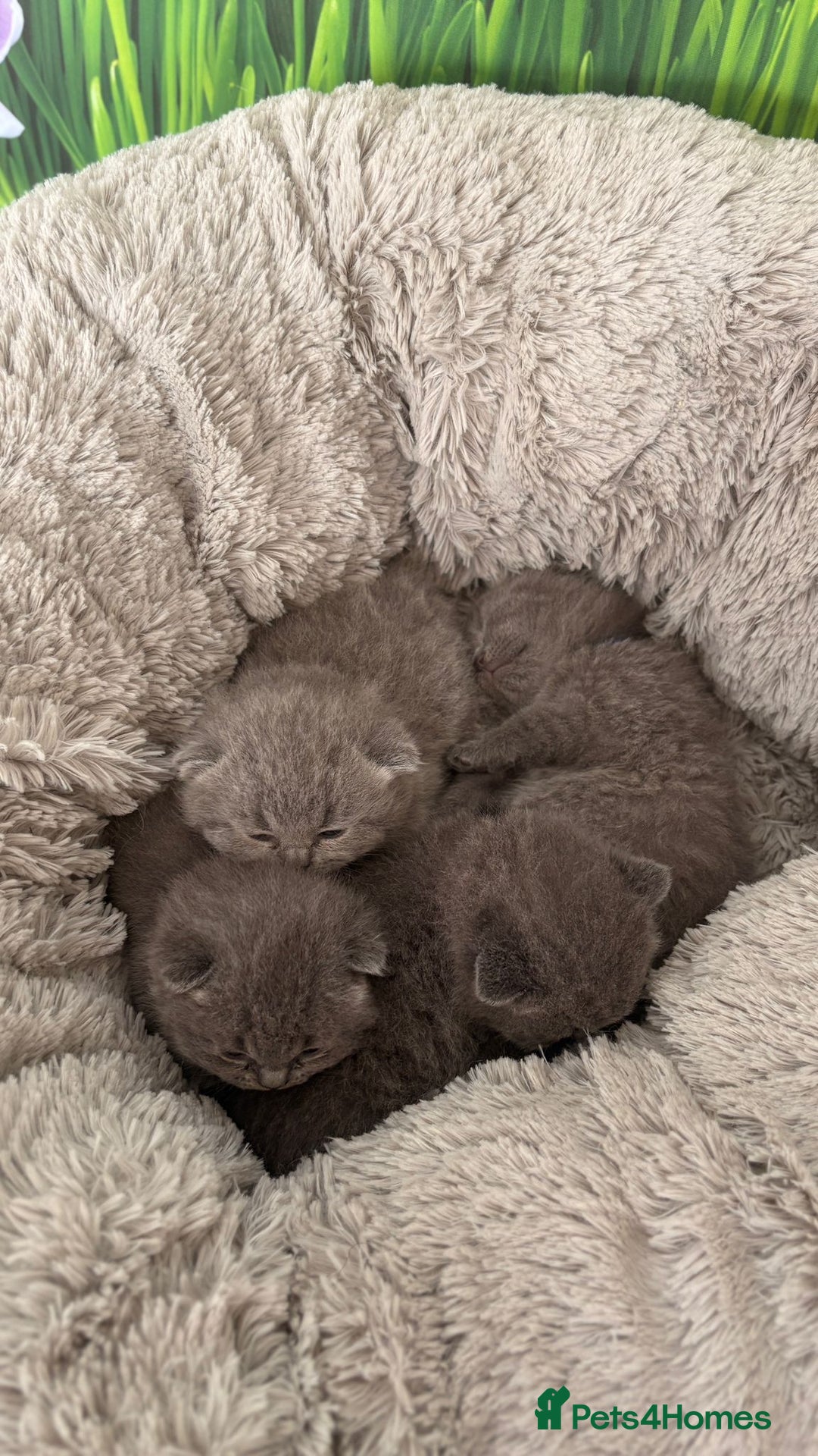 British Shorthair cats for sale: British Shorthair Kittens  - Image 3