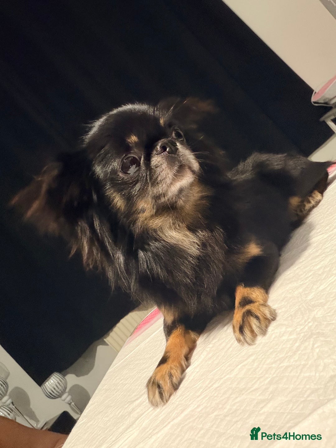 Chihuahua dogs for sale: Russian long coat chihuahua  - Advert 9