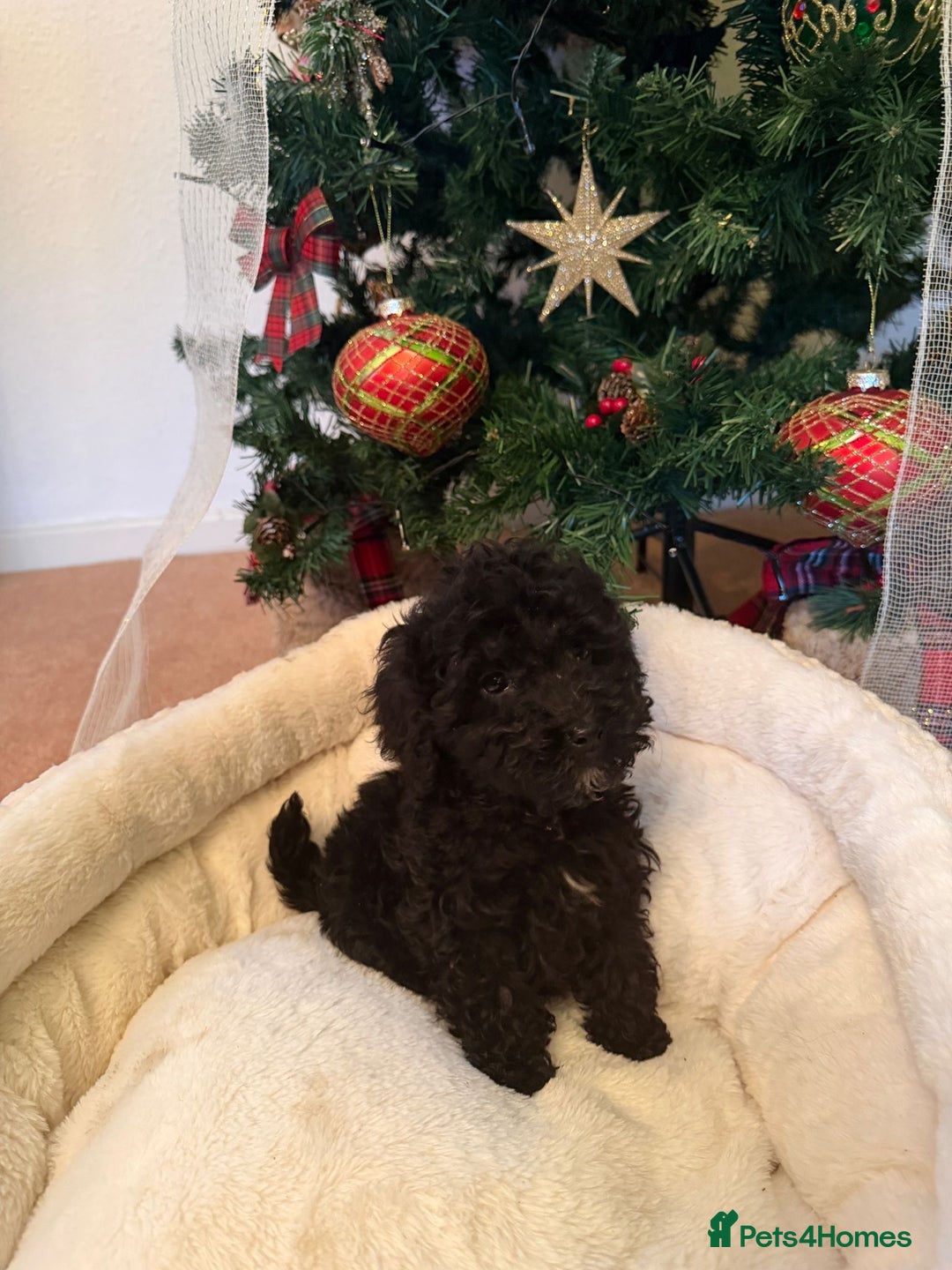 Cavapoo dogs for sale: Beautiful toy Cavapoo puppies for sale - Advert 4