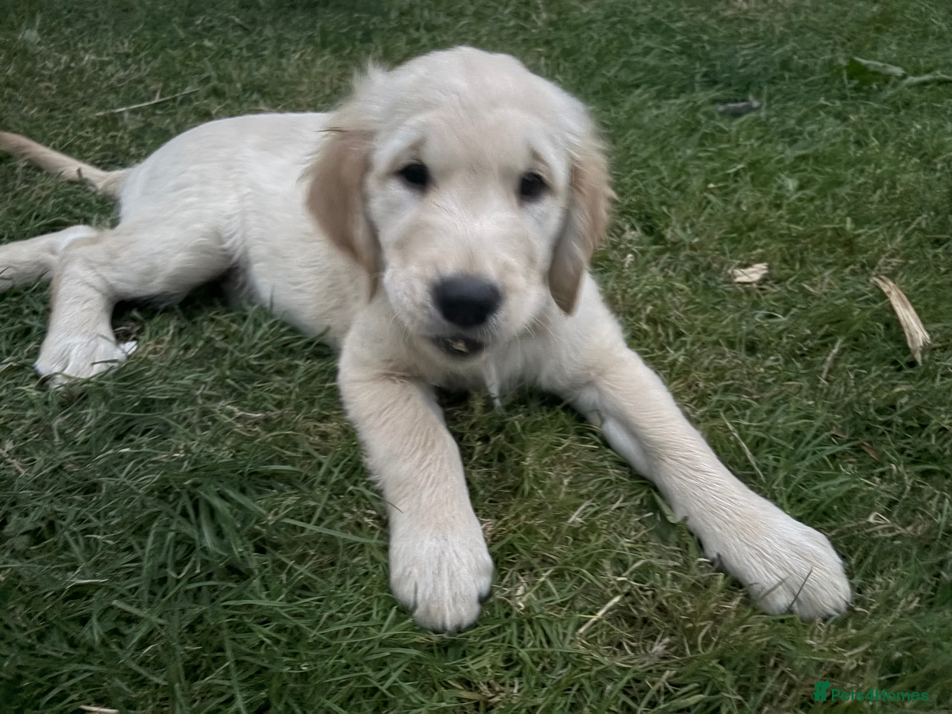 Golden Retriever dogs Puppies - Advert 2