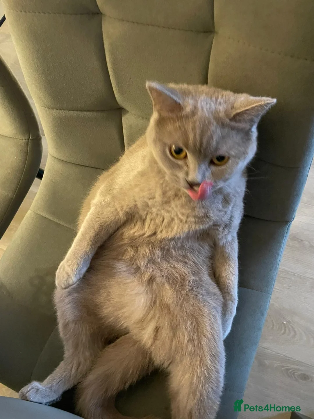 British Shorthair cats for sale: Lilac female British short hair  - Advert 10