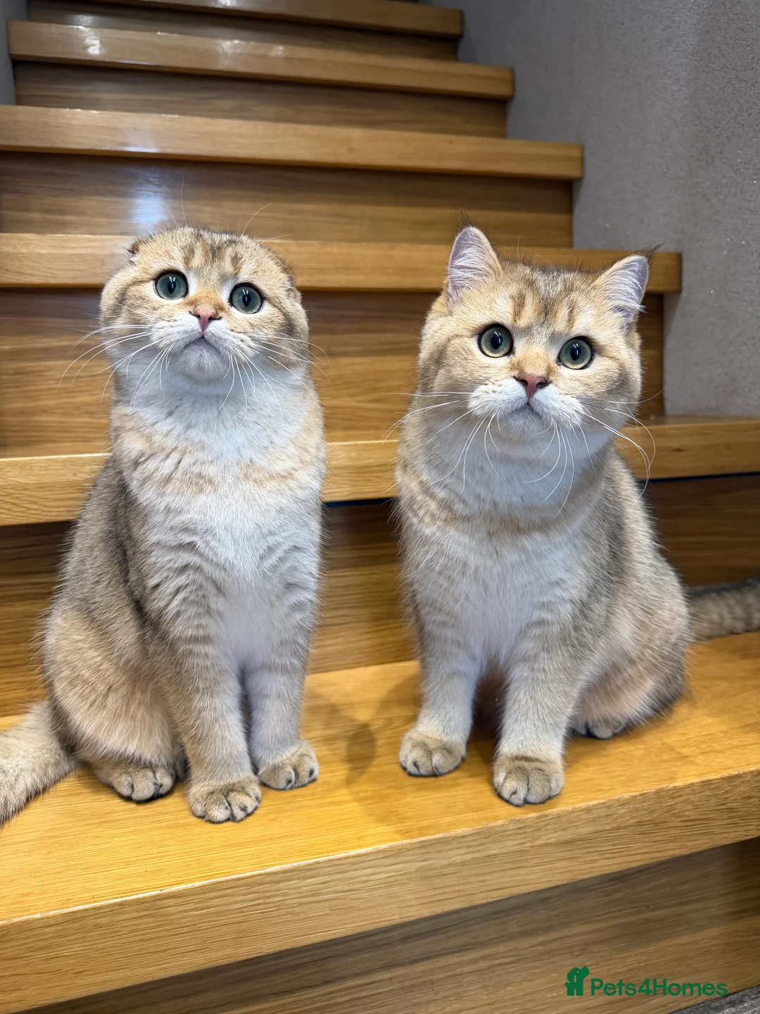Scottish Fold cats for sale: TICA Active Golden Scottish Fold/ Straight boys - Advert 8