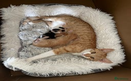 Mixed Breed cats for sale: Kittens for sale  - Image 4