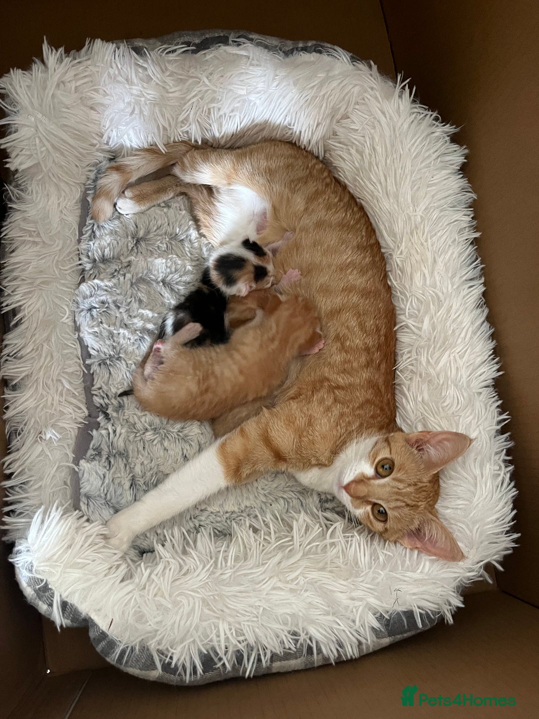 Mixed Breed cats for sale: Kittens for sale  - Image 4