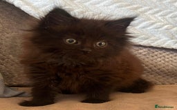 Maine Coon cats for sale: Maine coon kittens - Image 1