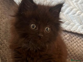 Maine Coon cats - Advert 31