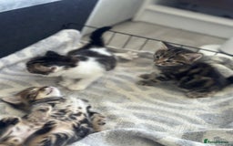 Mixed Breed cats for sale: Selling 3 beautiful kittens which are 7 weeks old  - Image 12