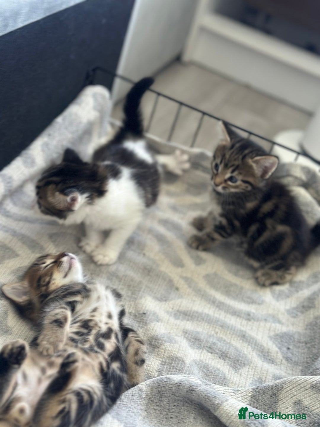 Mixed Breed cats for sale: Selling 3 beautiful kittens which are 7 weeks old  - Image 12