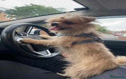 Mixed Breed dogs for sale: Beautiful boys  - Image 3