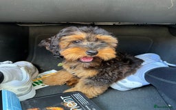 Cockapoo dogs for stud: Miniature Cockapoo Stud Dog - Image 1