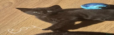 Domestic Shorthair 1