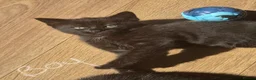 Domestic Shorthair cats for sale: 3 kittens ready to go now in Wickford - Advert 16