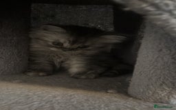 Perdoll cats for sale: Beautiful Perdoll Babies - Image 9