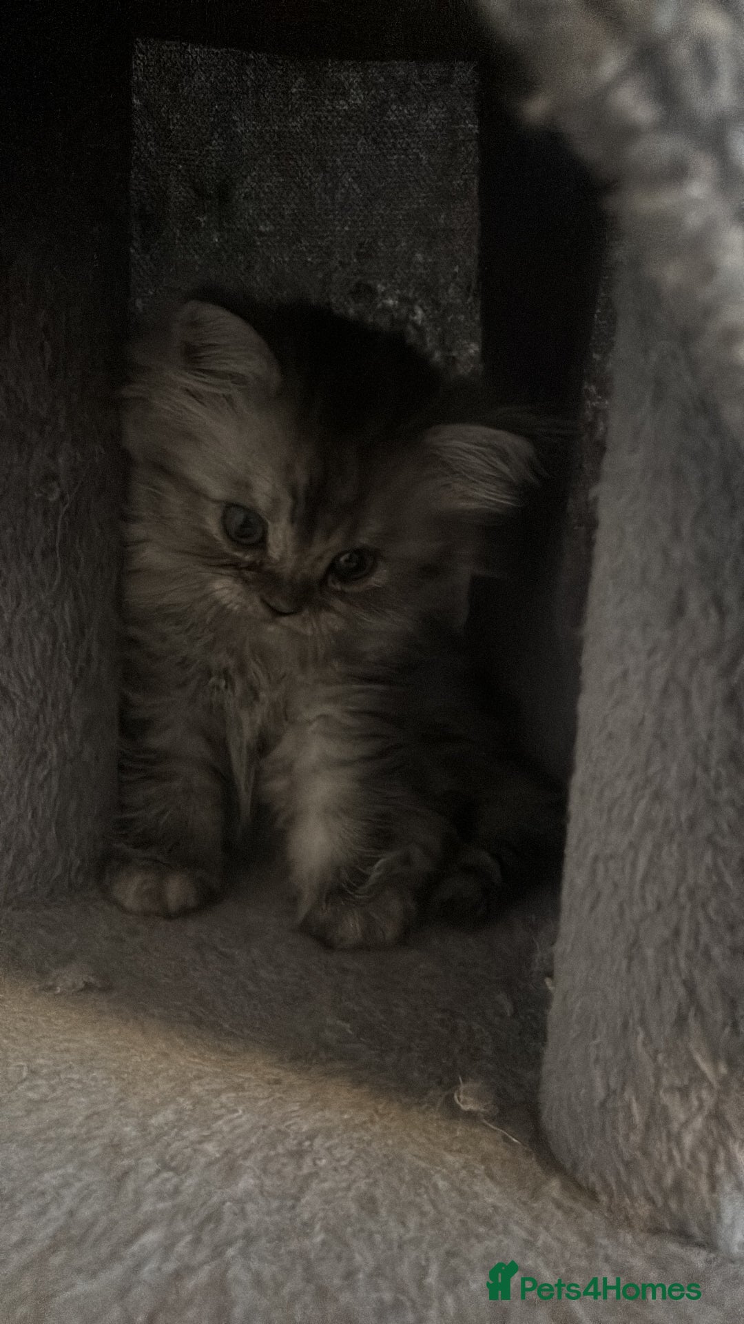 Perdoll cats for sale: Beautiful Perdoll Babies - Image 9