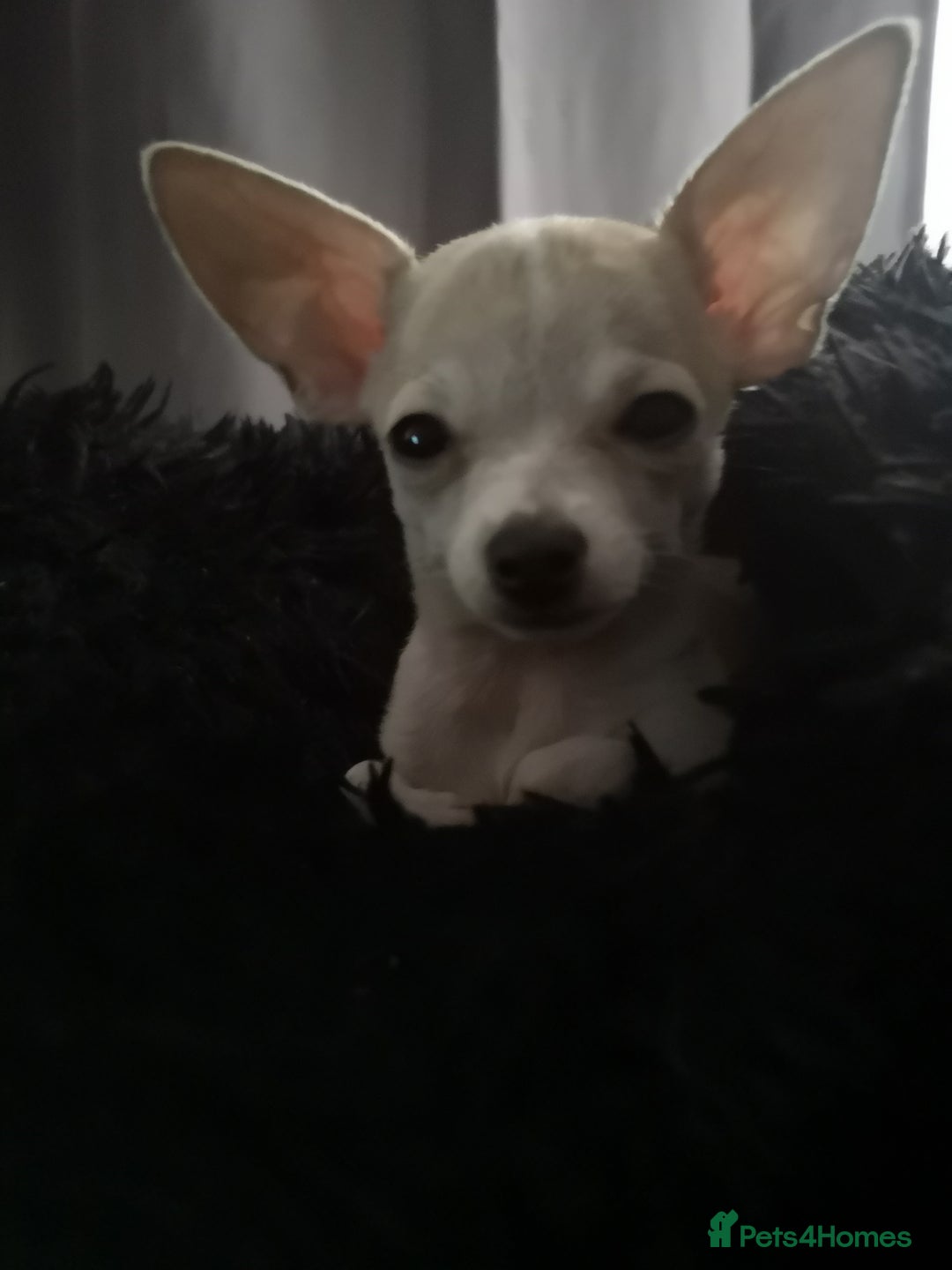 Chihuahua dogs for sale: Gorgeous tiny chibuahuas - Image 8