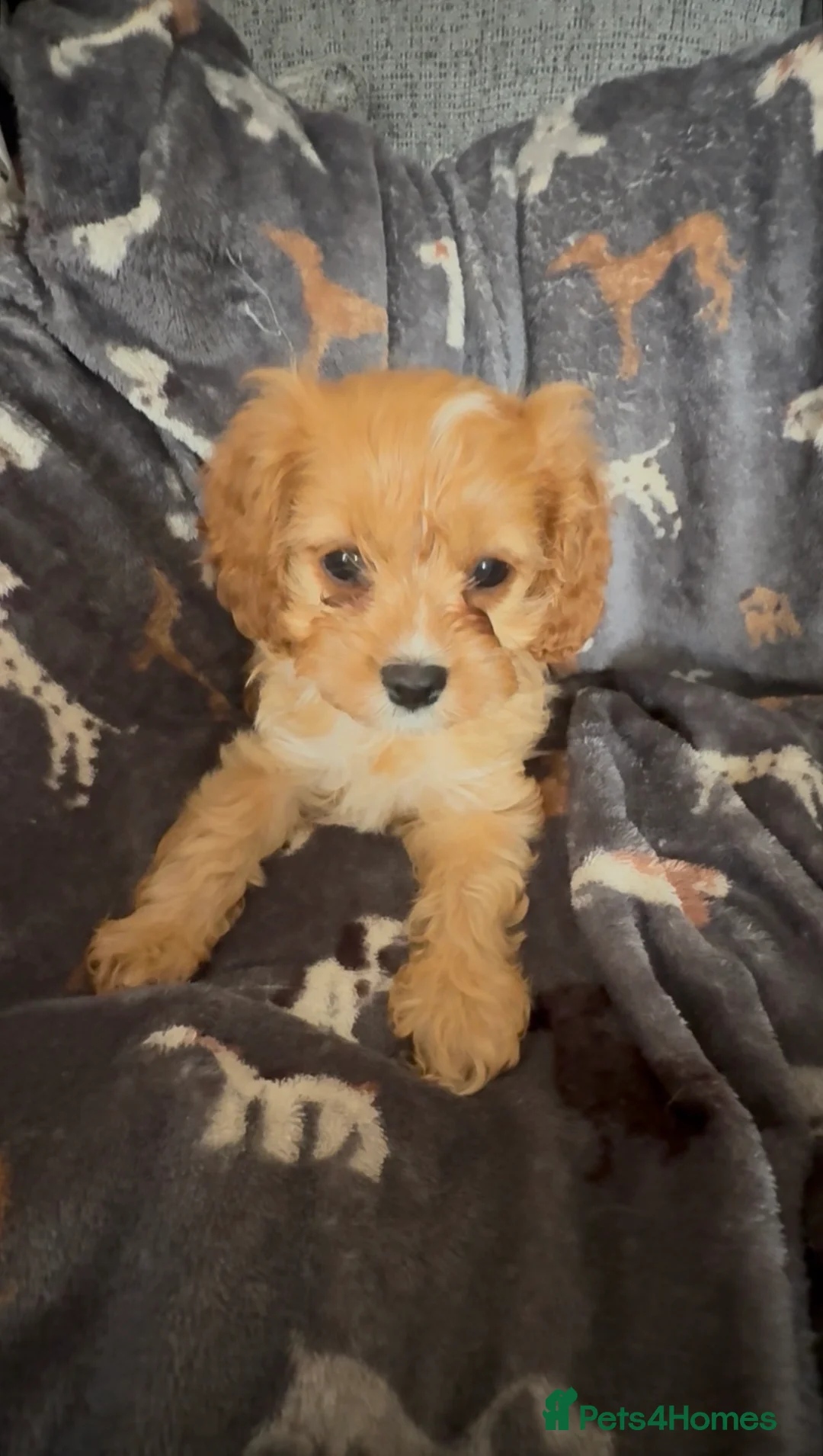Cavapoo dogs for sale: Outstanding F1 Toy Cavapoo pups. - Advert 2