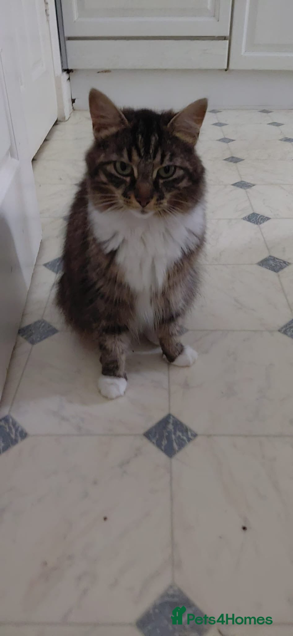 Mixed Breed cats 🐾💖 Meet Pufy Our Beautiful Little Princess 💖🐾  - Advert 2