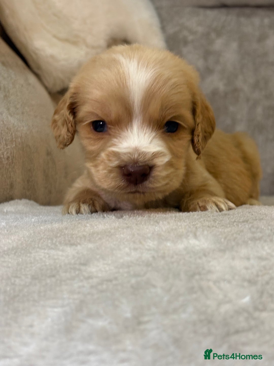 Cocker Spaniel dogs for sale: Stunning cocker spaniel puppies - Advert 16