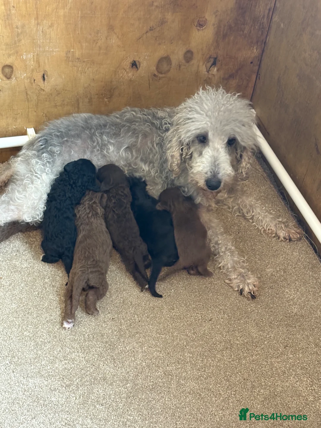 Bedlington Terrier dogs for sale: Bedlington Terriers - Advert 1
