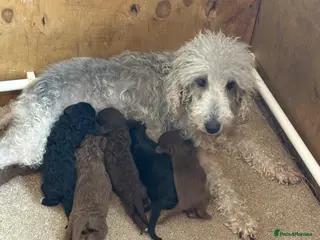 Bedlington Terrier dogs Bedlington Terriers - Advert 1