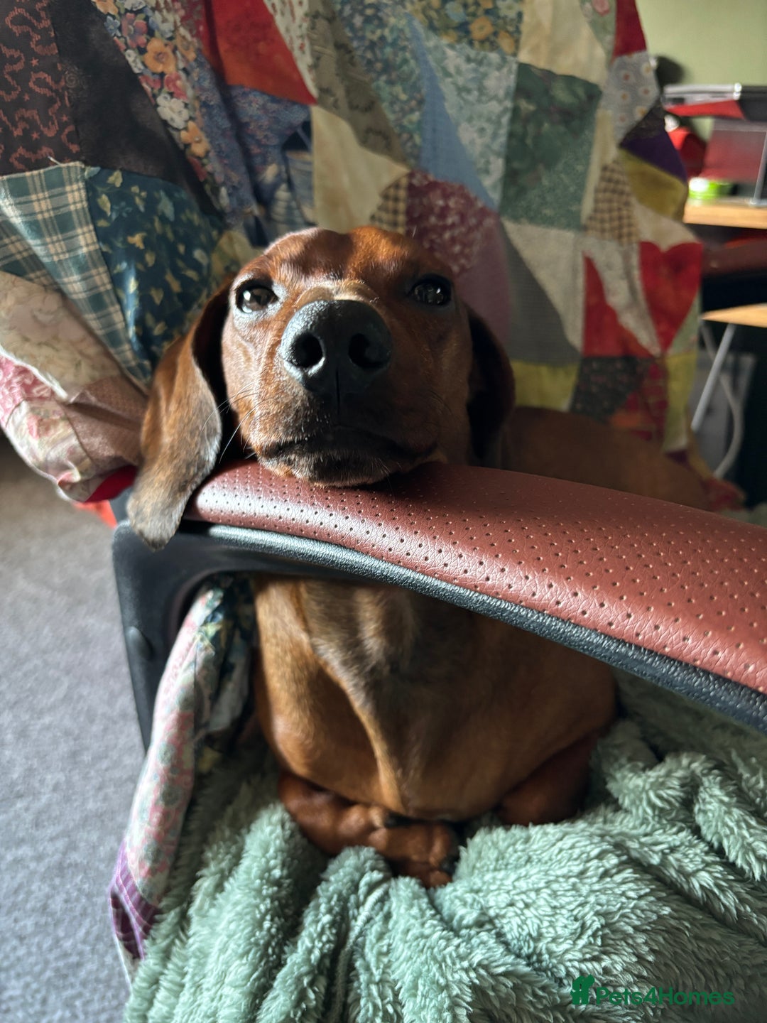 Dachshund dogs for stud: Smooth haired European sized Daschund  - Image 4