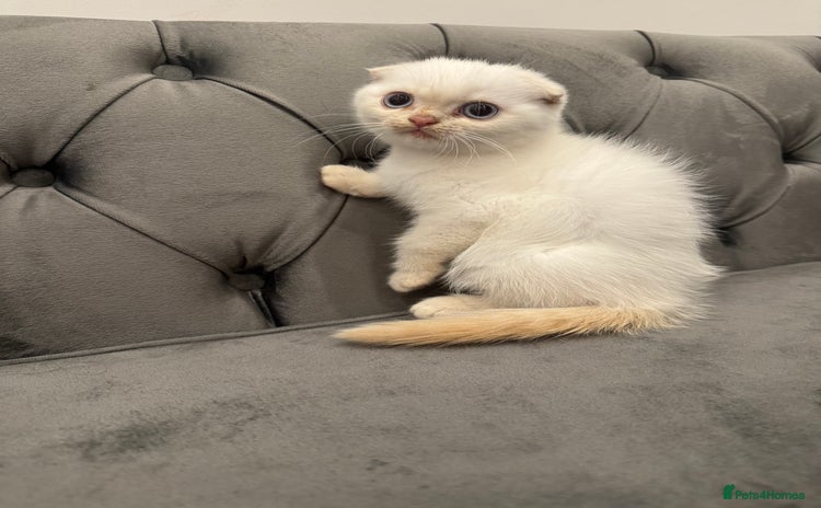 Scottish Fold cats - Advert 15