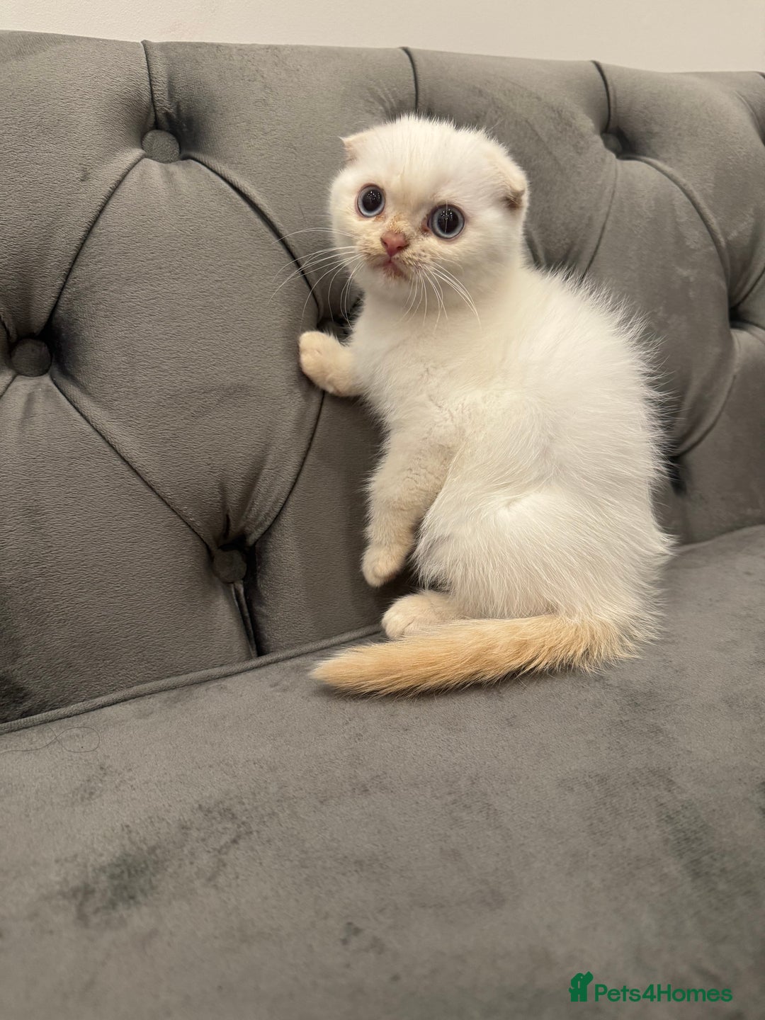 Scottish Fold cats for sale: Stunning purebred Scottish Folds for sale - Image 1