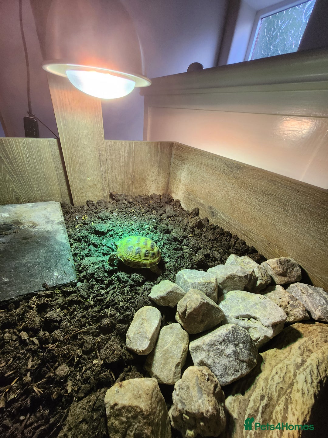 Hermann Tortoise reptiles for sale: Horsefield tort & full setup with lots of extras - Image 2