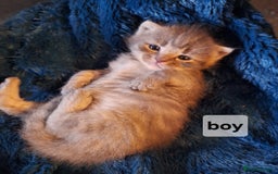 Scottish Fold cats for sale: 7 kittens for sale - ready 16th december - Image 7