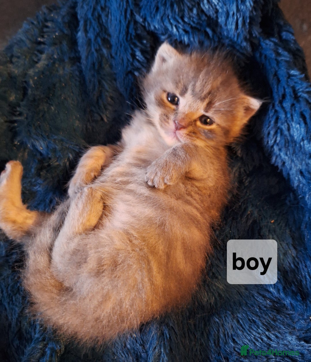 Scottish Fold cats for sale: 7 kittens for sale - ready 16th december - Image 7