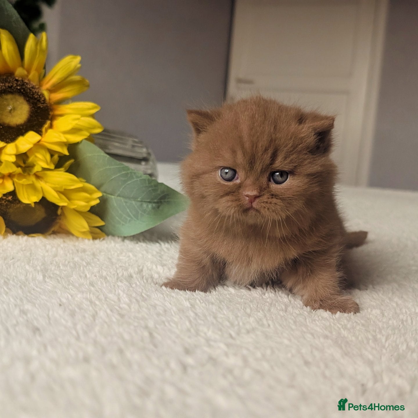 British Shorthair cats cinnamon British Shorthair Gccf reg male 🐾 - Advert 4