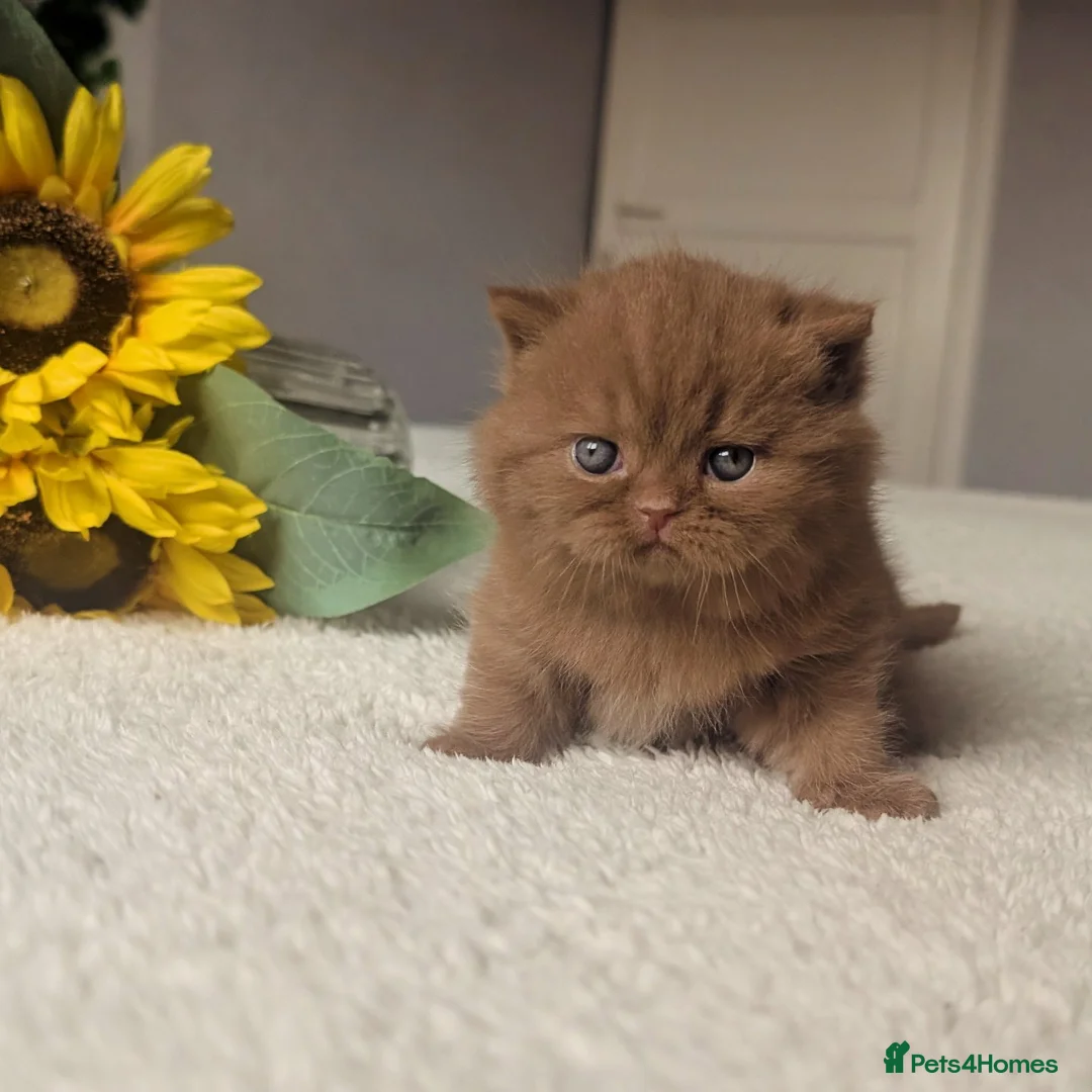 British Shorthair cats for sale: cinnamon British Shorthair Gccf reg male 🐾 in Barnsley - Advert 1