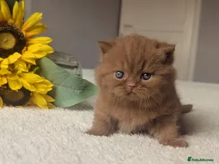 British Shorthair cats cinnamon British Shorthair Gccf reg male 🐾 - Advert 1