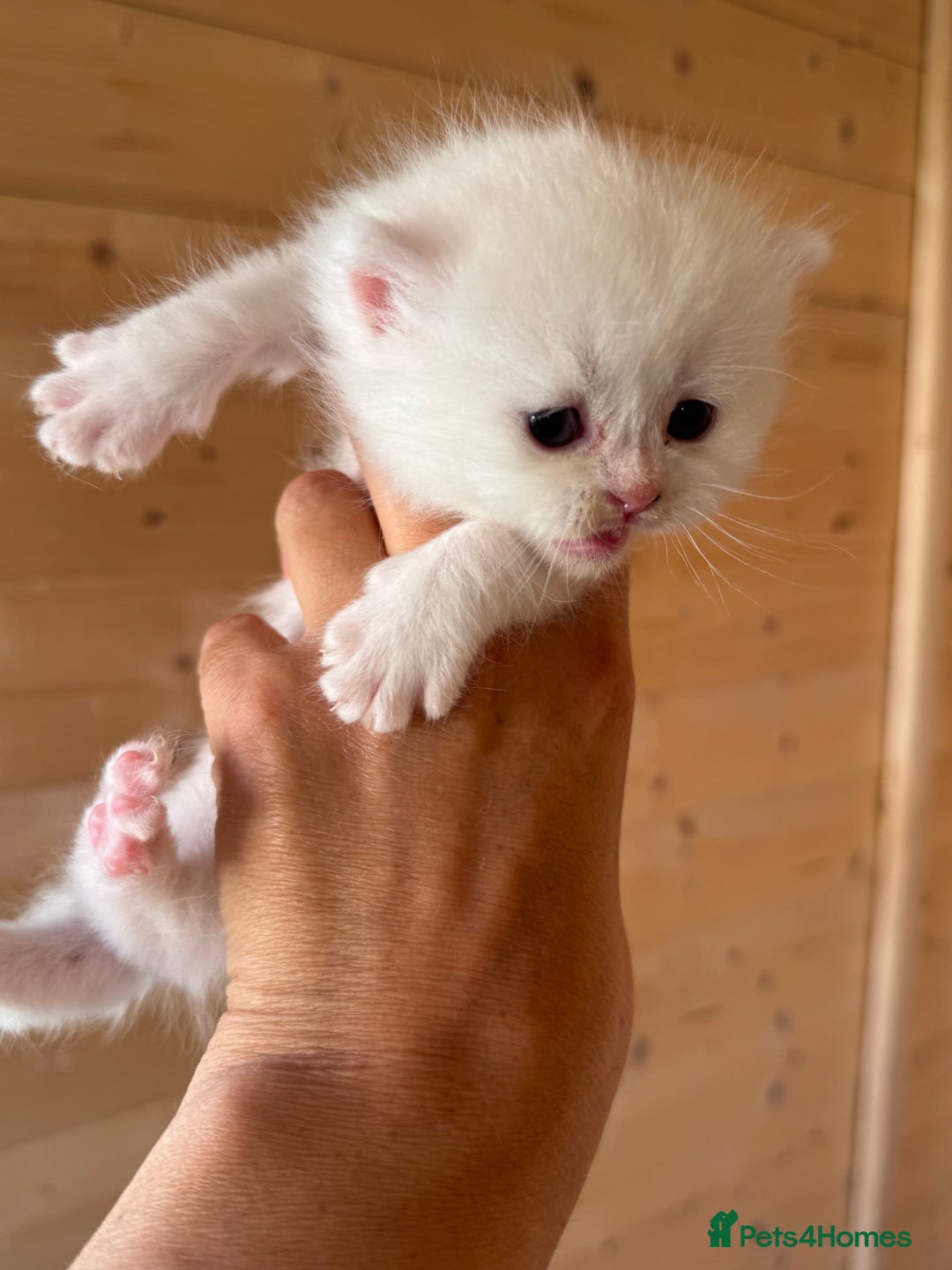 British Longhair cats for sale: Adorable Pure White Blue-Eyed British Kittens - Image 10