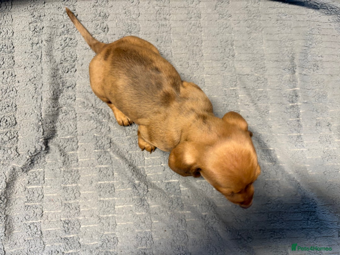 Miniature Dachshund dogs for sale: KC Miniature Dachshund Puppies Last Boy 🐶 - Advert 4