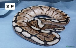 Python Snake reptiles for sale: Royal Python Morph Hatchling's Female - Image 3
