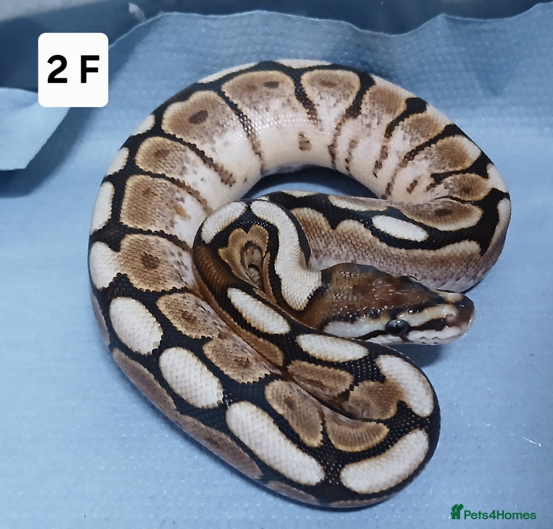 Python Snake reptiles for sale: Royal Python Morph Hatchling's Female - Image 3
