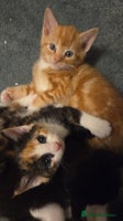Mixed Breed cats Kittens - Advert 9