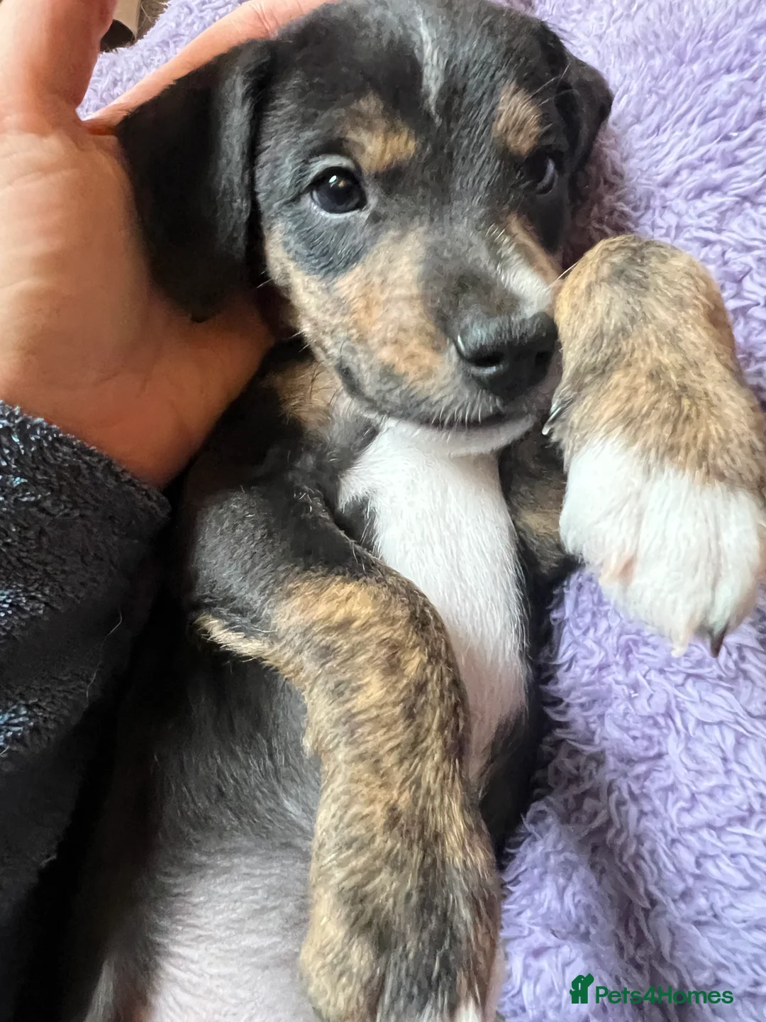 Mixed Breed dogs for sale: Bedlington Whippet pups - 2 boys and 2 girls left - Advert 8
