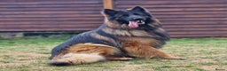 German Shepherd dogs for sale: Stunning longcoat German Shepherd puppies - Advert 6